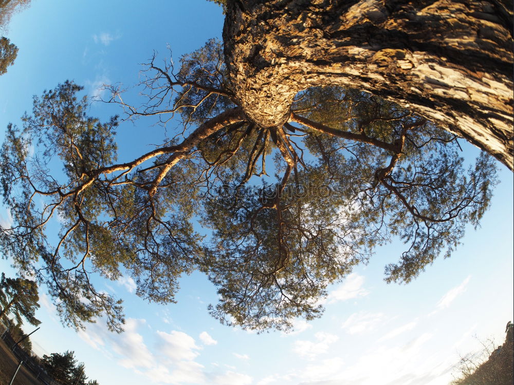 Image, Stock Photo Corsican kitten Nature