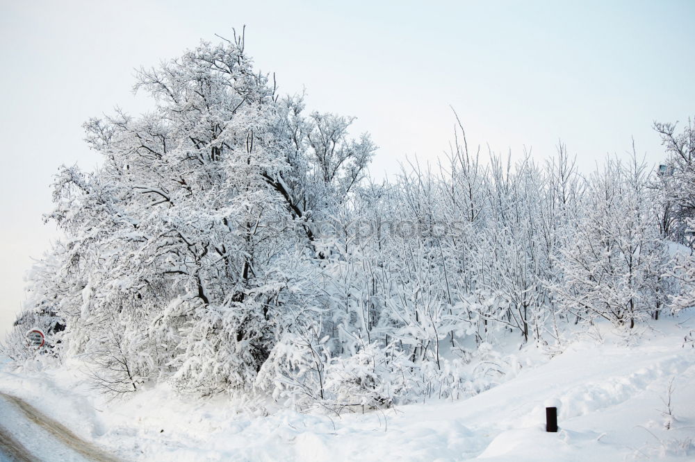 Similar – Foto Bild OH BÄUMEBAUM OH BÄUMEBAUM