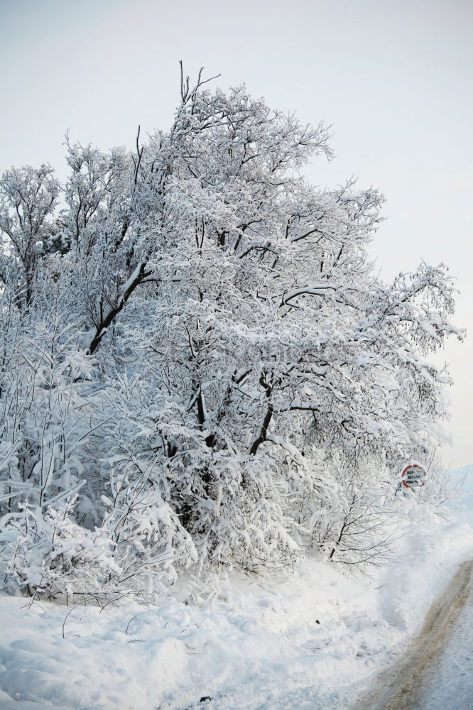 Der weiße Weg 1 Winter