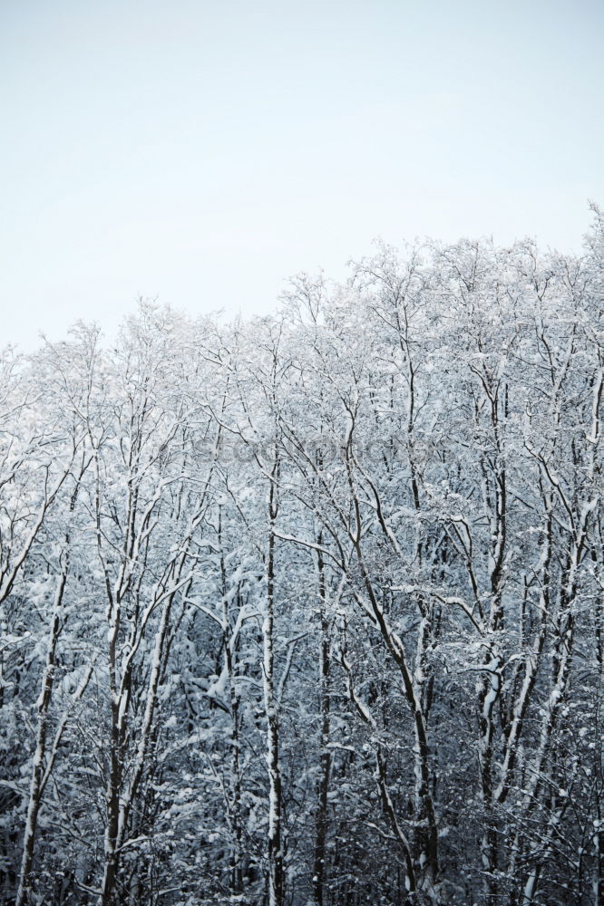 Winter Forest II