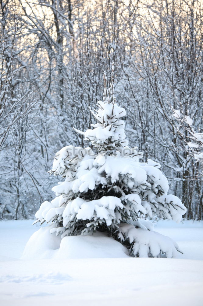 Image, Stock Photo Wooden christmas tree on snow.