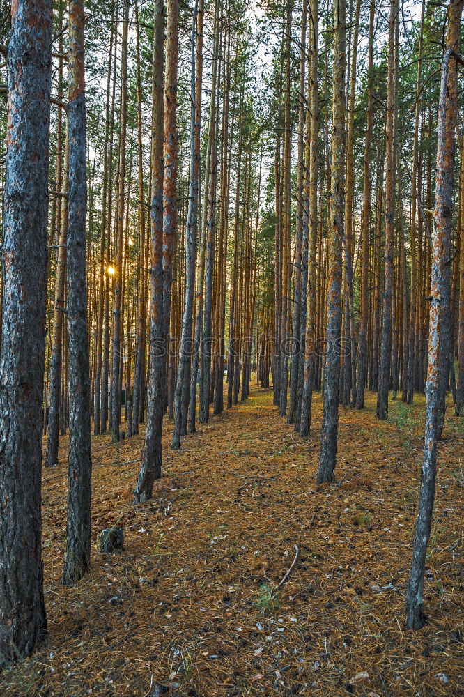 Similar – Image, Stock Photo buy a piece of forest?