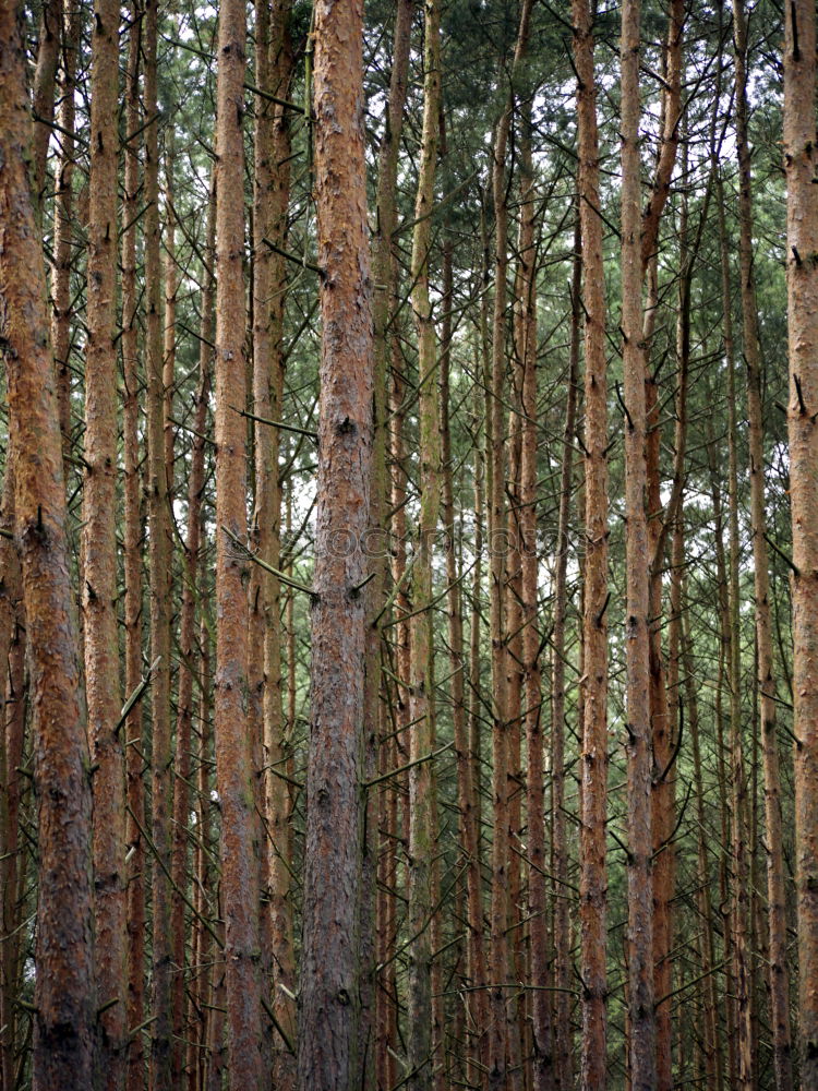 Similar – Image, Stock Photo pines Environment Nature