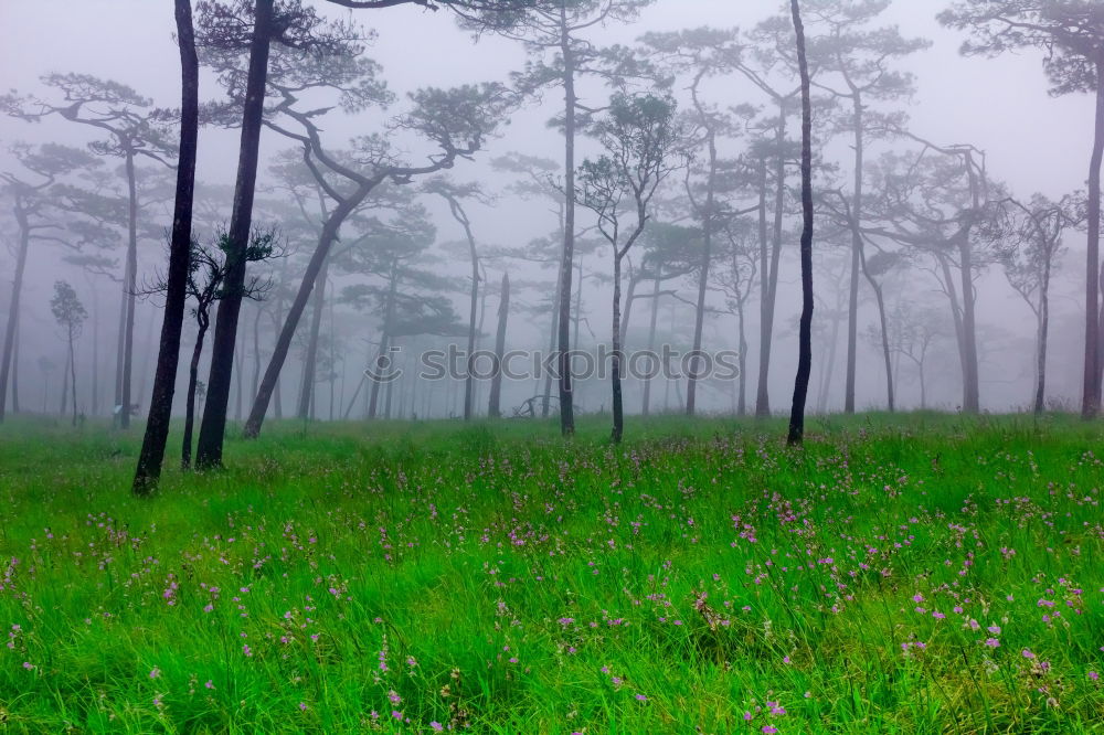 Similar – pinaceae II Tree Forest