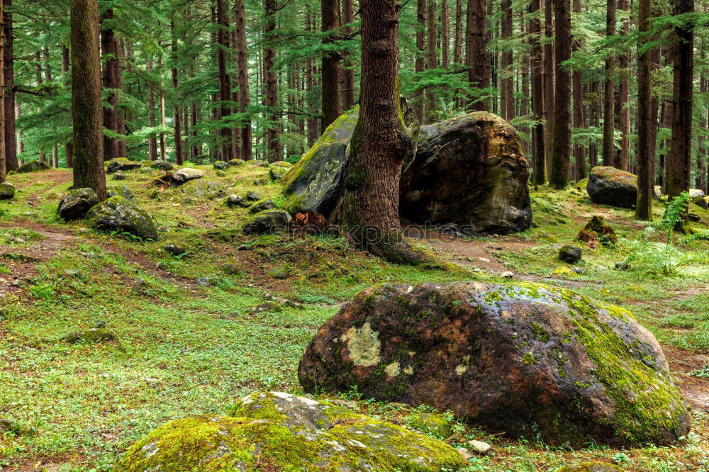 Similar – Image, Stock Photo Swedish Forest Light