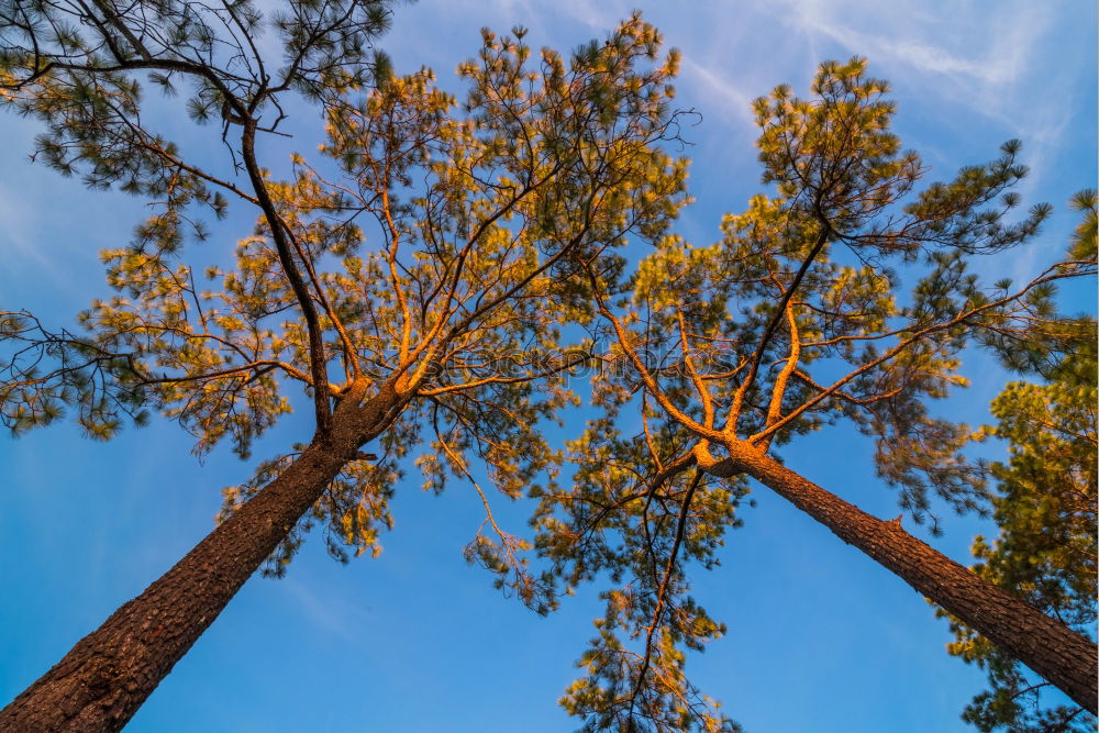 Similar – pine forest Environment