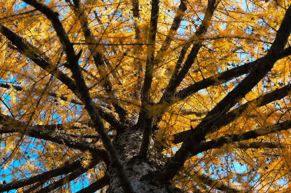 yellow dreams schön Natur