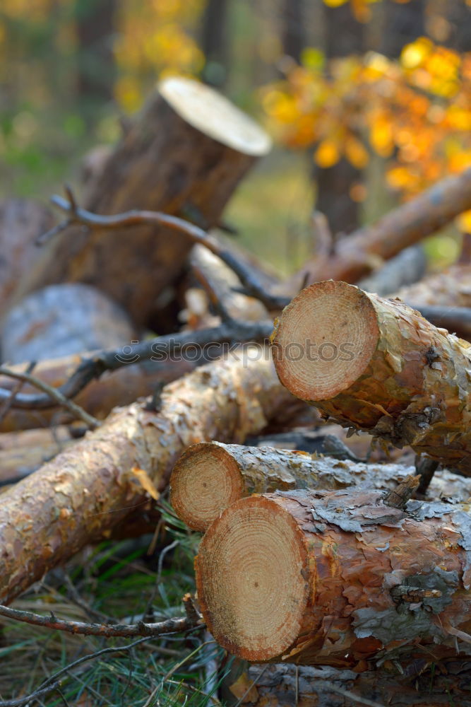 Similar – Image, Stock Photo chestnut Hiking