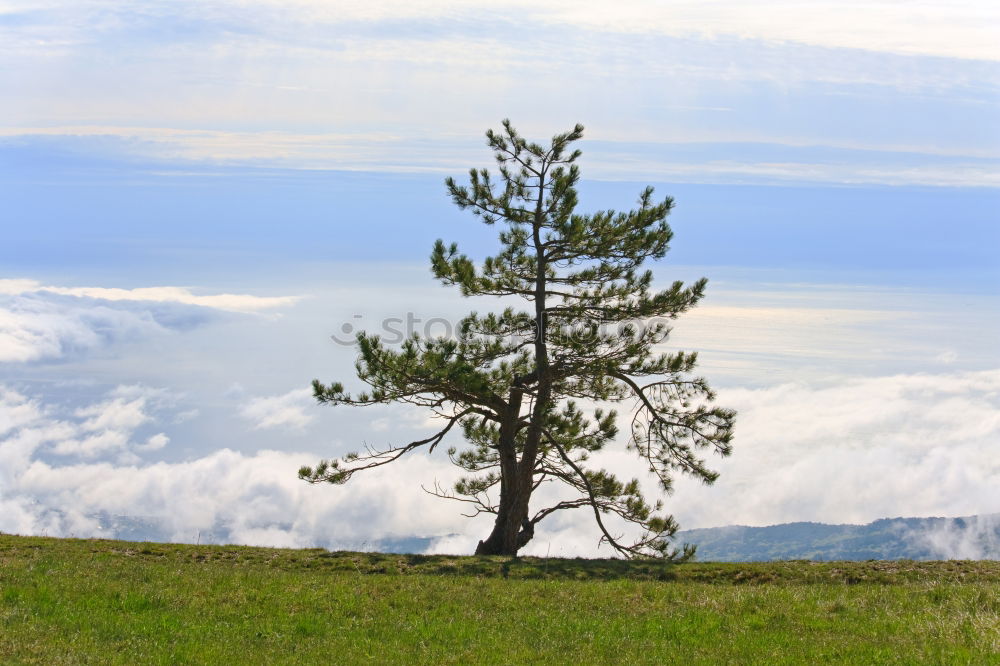 tree Nature Landscape