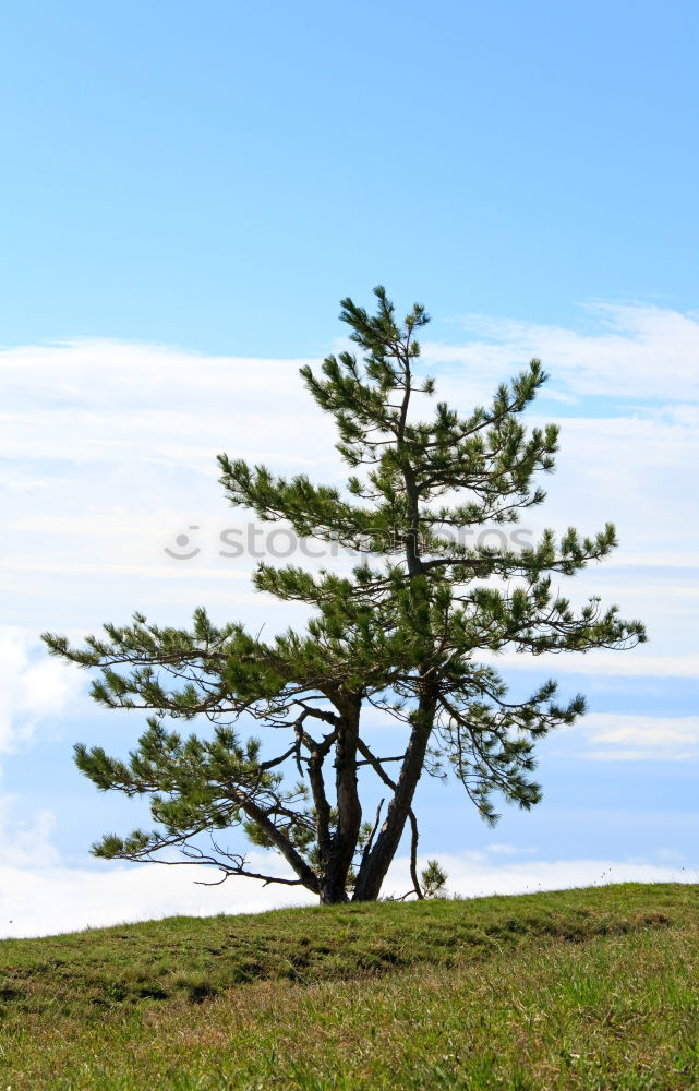 Similar – Image, Stock Photo HOPE CARRIER Environment