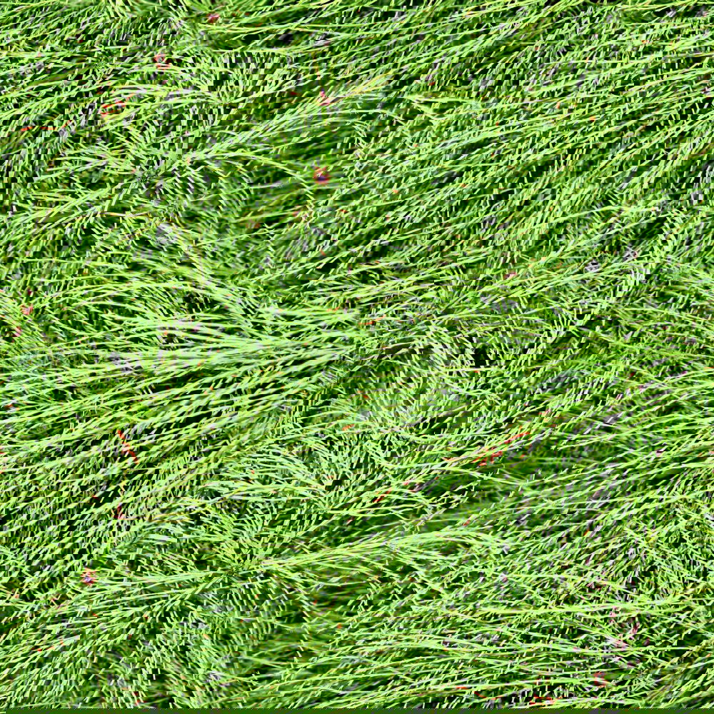Similar – Image, Stock Photo scruffy Nature Plant Grass