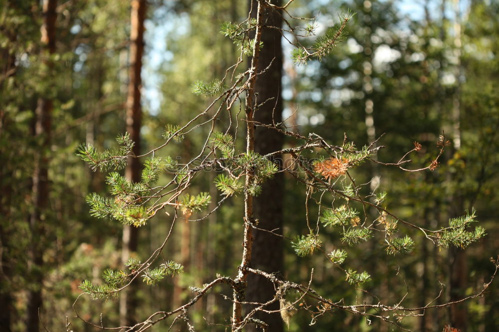 Similar – Foto Bild aus der Sicht eines Käfers