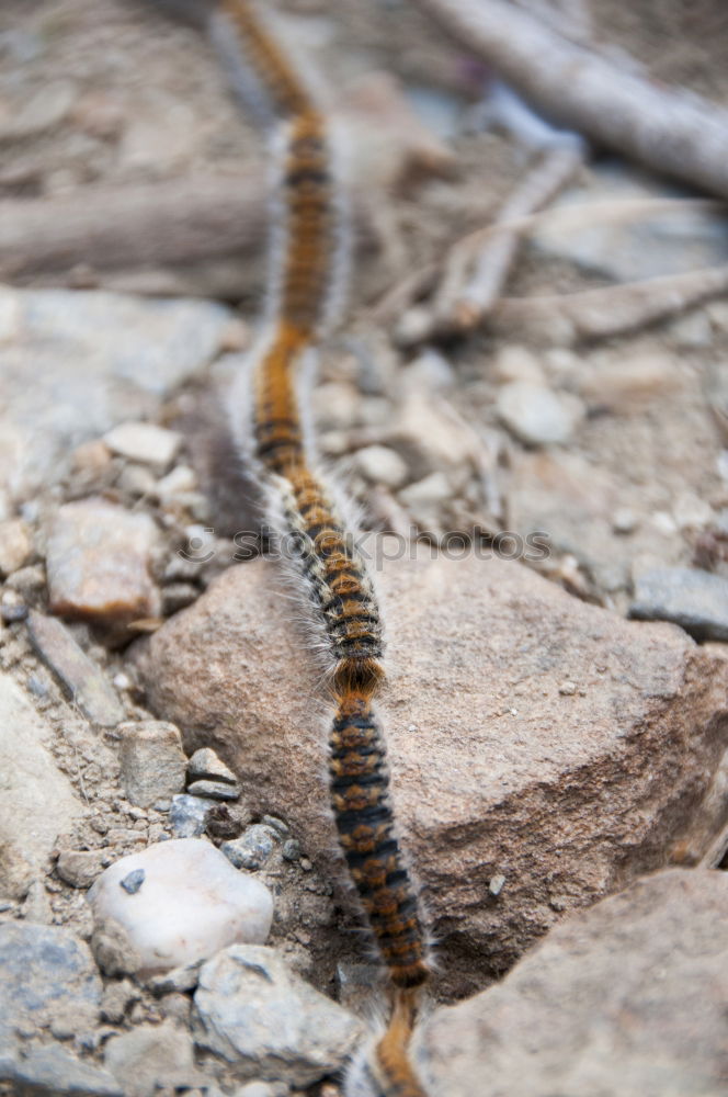 Similar – Image, Stock Photo macro shot of european nose horned viper