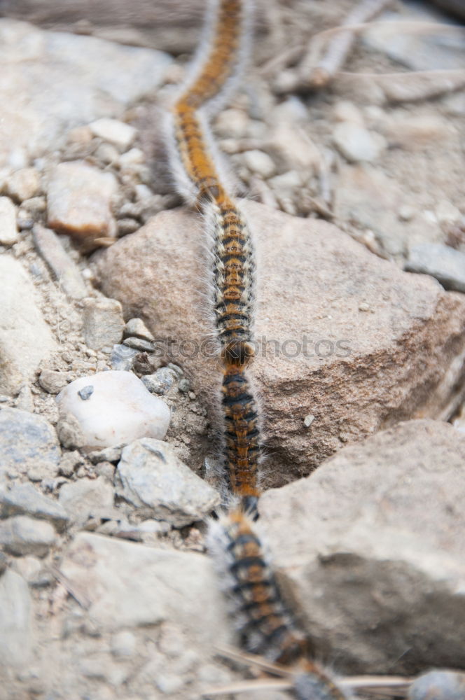 Similar – Image, Stock Photo macro shot of european nose horned viper