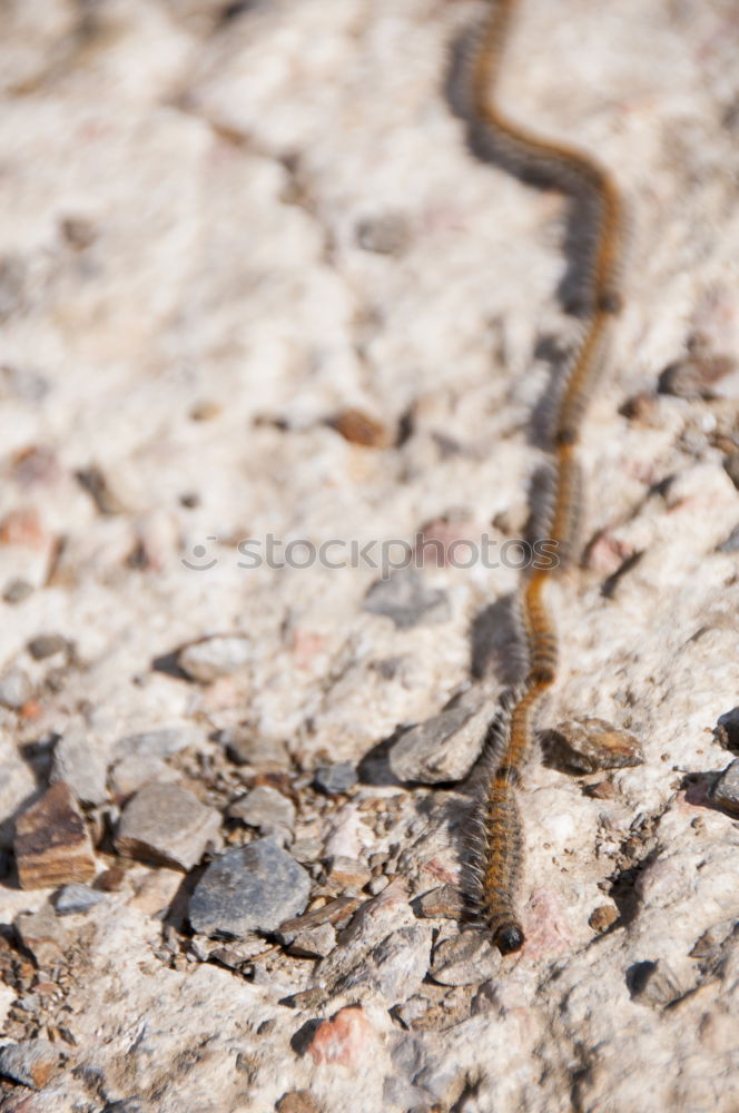 Image, Stock Photo macro shot of european nose horned viper