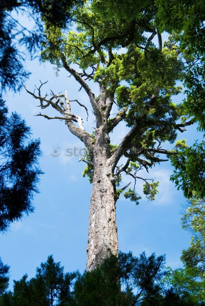 Similar – trunk Tree Plant Clouds