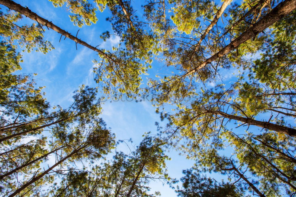 Similar – Coastal forest at the Baltic Sea