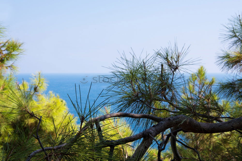 Similar – Image, Stock Photo Coastal forest on the Baltic coast