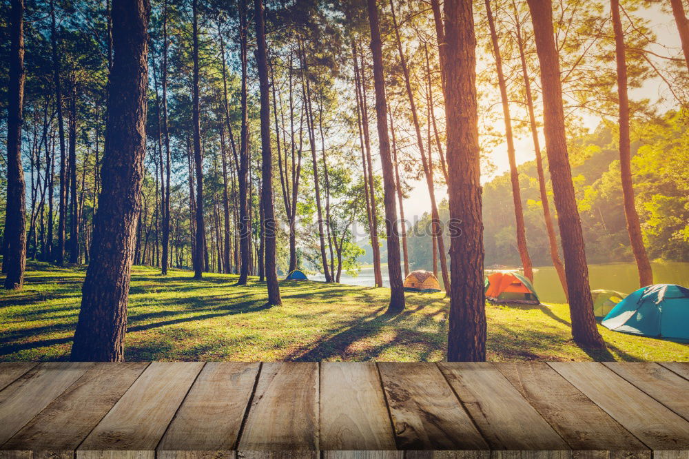 Similar – Image, Stock Photo Tent in the forest on sunlight.