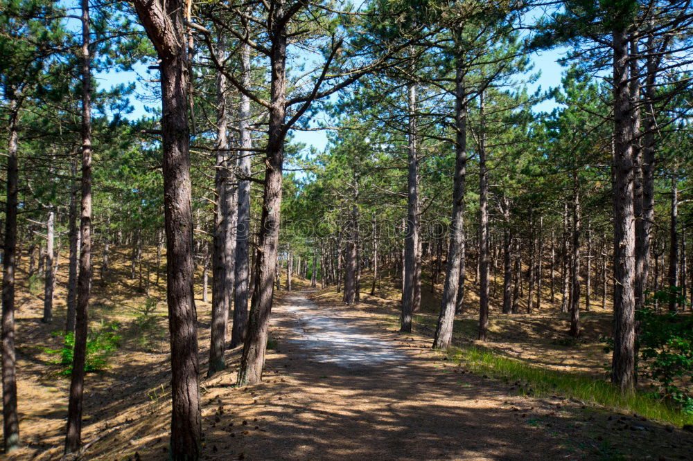 Similar – Image, Stock Photo lonely Nature Landscape