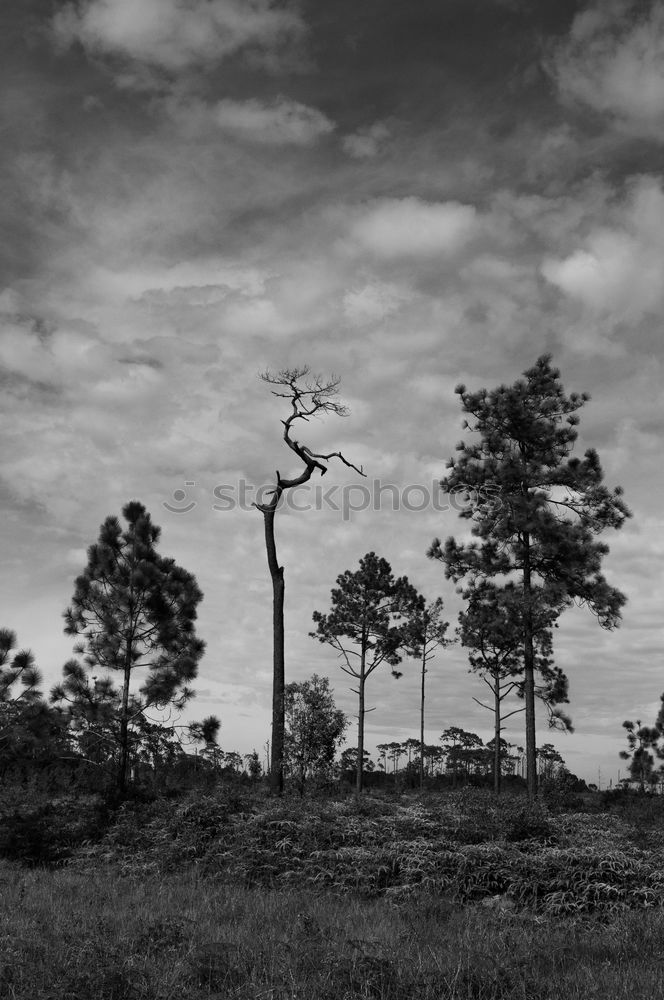 pinaceae II Tree Forest