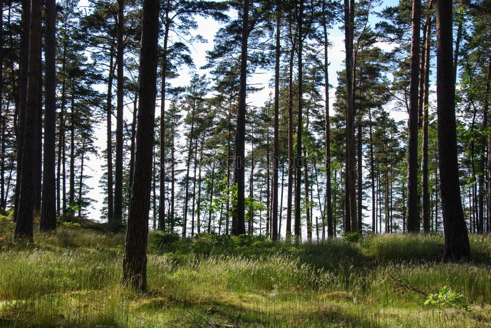 Similar – Image, Stock Photo lonely Nature Landscape