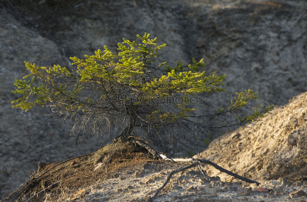 Similar – Image, Stock Photo life tree Nature Plant