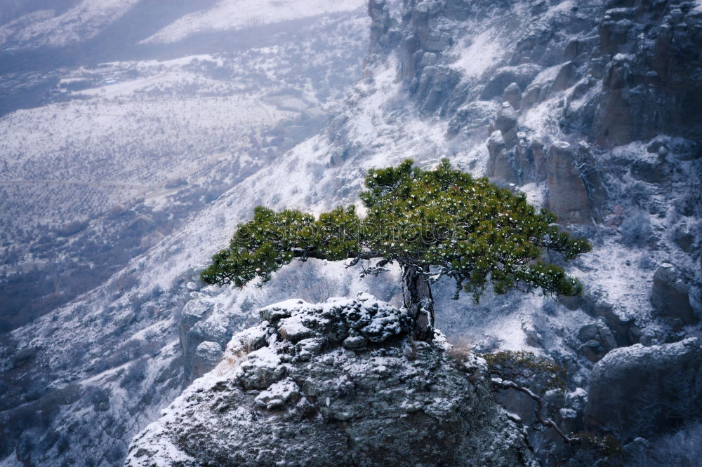 Similar – Image, Stock Photo snow-covered tree Tree