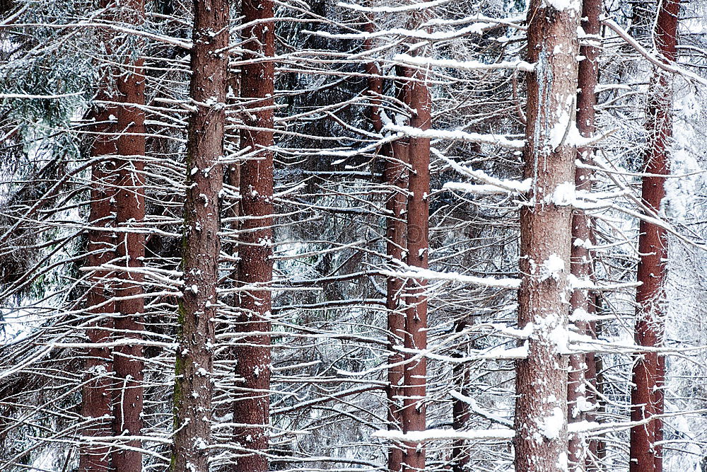 Similar – Image, Stock Photo winter forest Environment