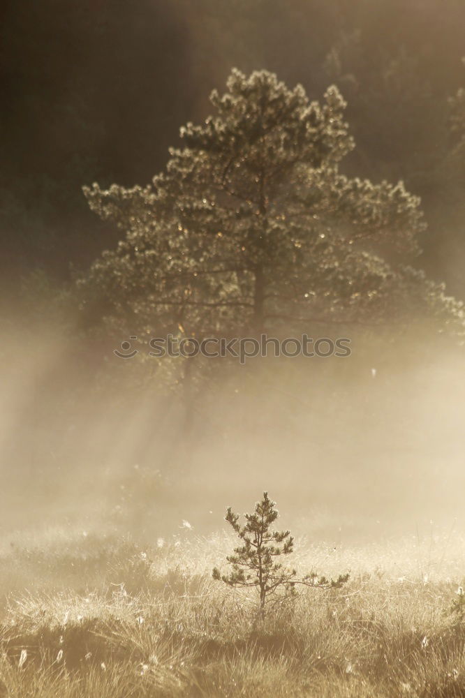 Similar – Foto Bild Sonnenaufgang im Allgäu