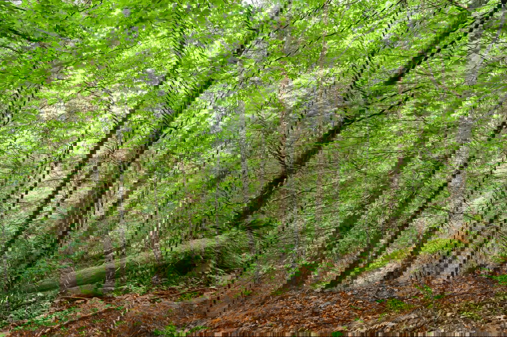 Image, Stock Photo forest Environment Nature