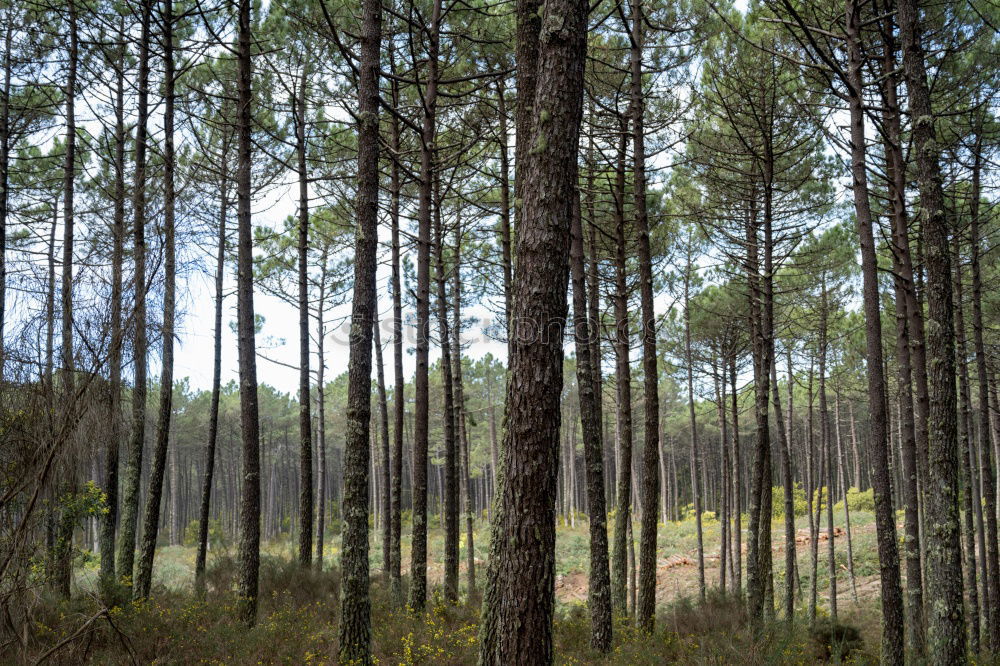 Similar – Image, Stock Photo lonely Nature Landscape