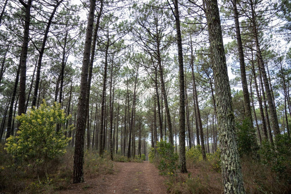 Similar – Image, Stock Photo lonely Nature Landscape