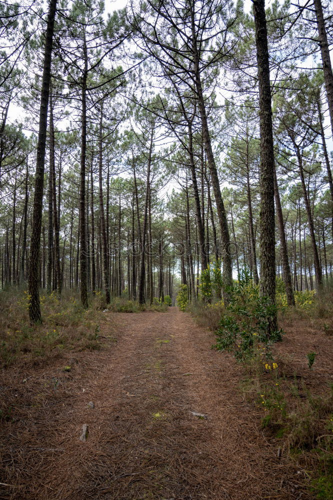 Similar – Auf dem Holzweg Ausflug