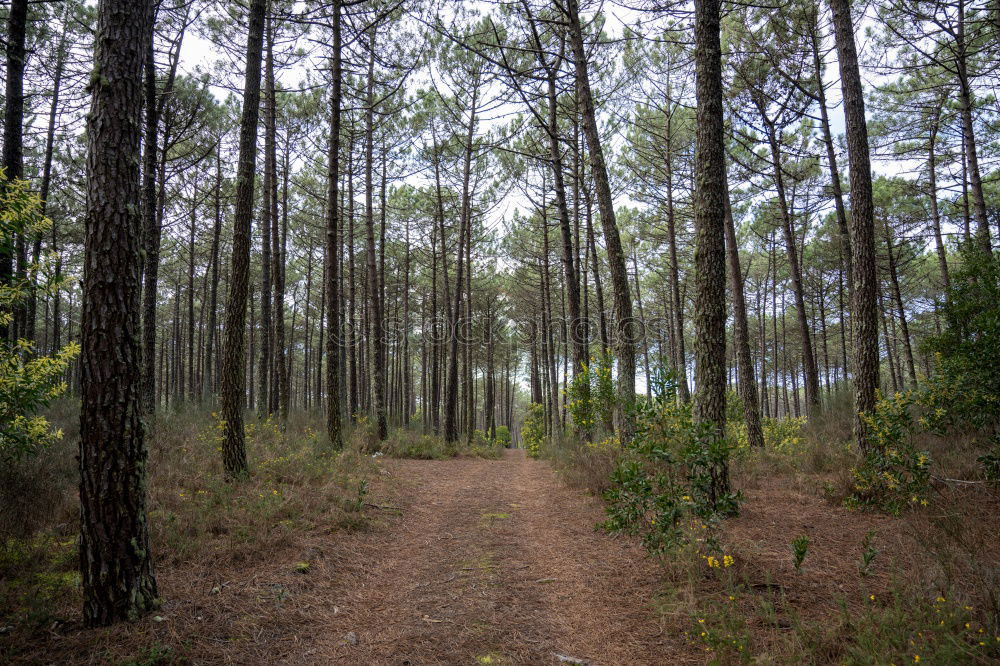 Similar – Image, Stock Photo lonely Nature Landscape