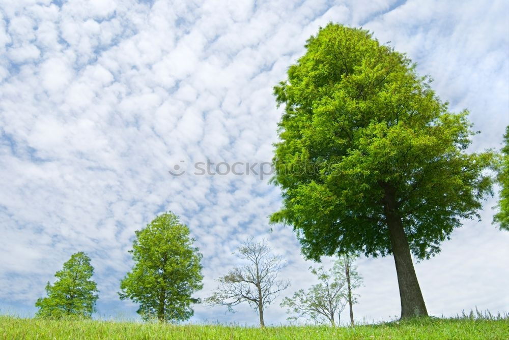 Similar – Image, Stock Photo moon tree Tree Meadow