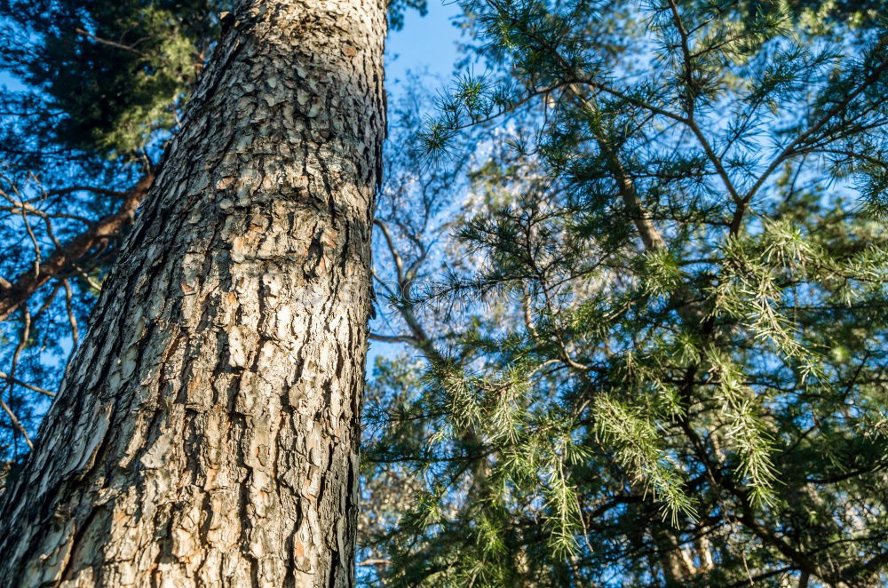 Similar – Image, Stock Photo View upwards Nature Tree