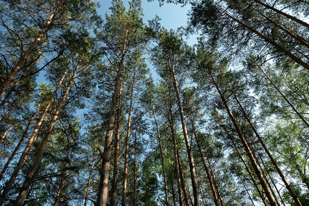 Similar – Image, Stock Photo forest dieback Environment