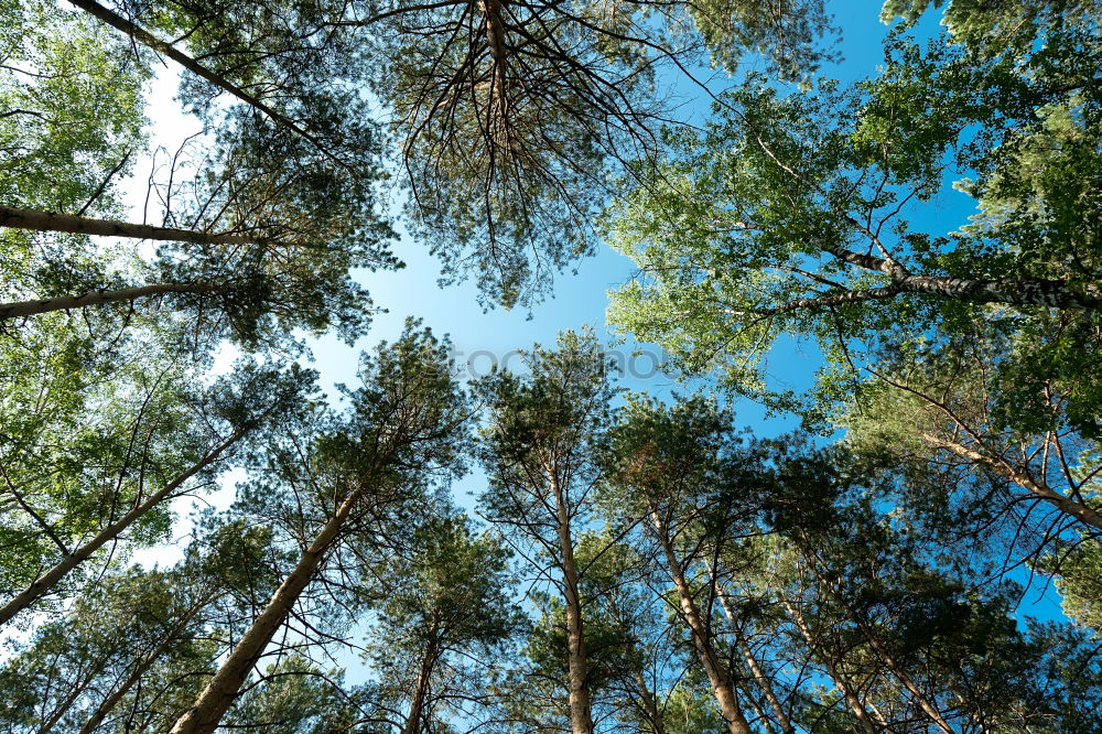 Similar – Coastal forest at the Baltic Sea