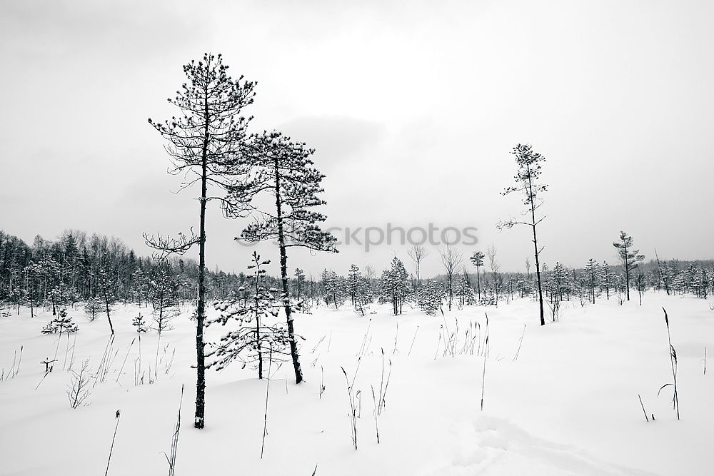 lappish cold Environment