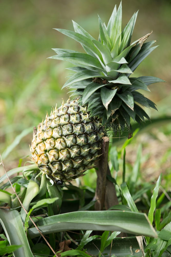 Similar – Image, Stock Photo Anna wet South Delicious