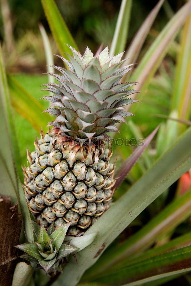 Similar – Image, Stock Photo Anna wet South Delicious