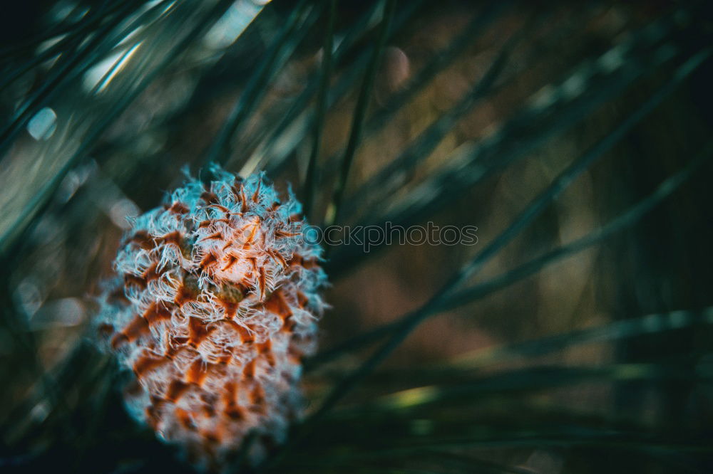 Similar – Image, Stock Photo Red, prickly blossom in front of a blue sky