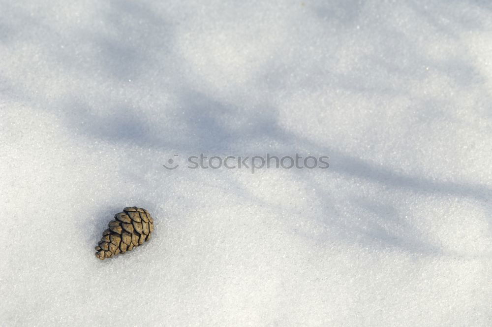 Image, Stock Photo tracks Environment Nature