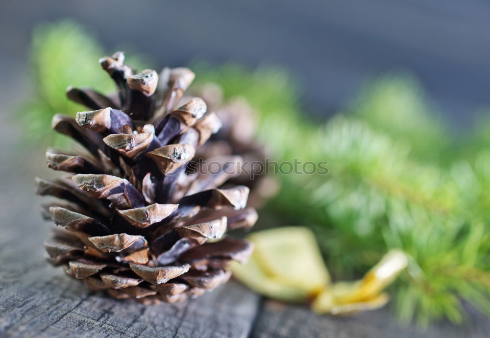 Similar – Image, Stock Photo Mix of dry flowers and plants