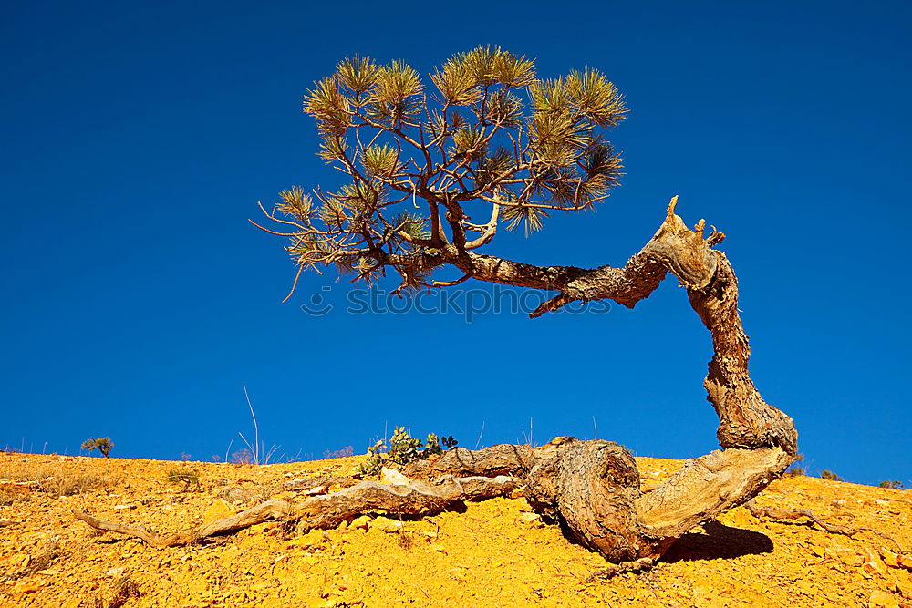 desert tree Tree Dry