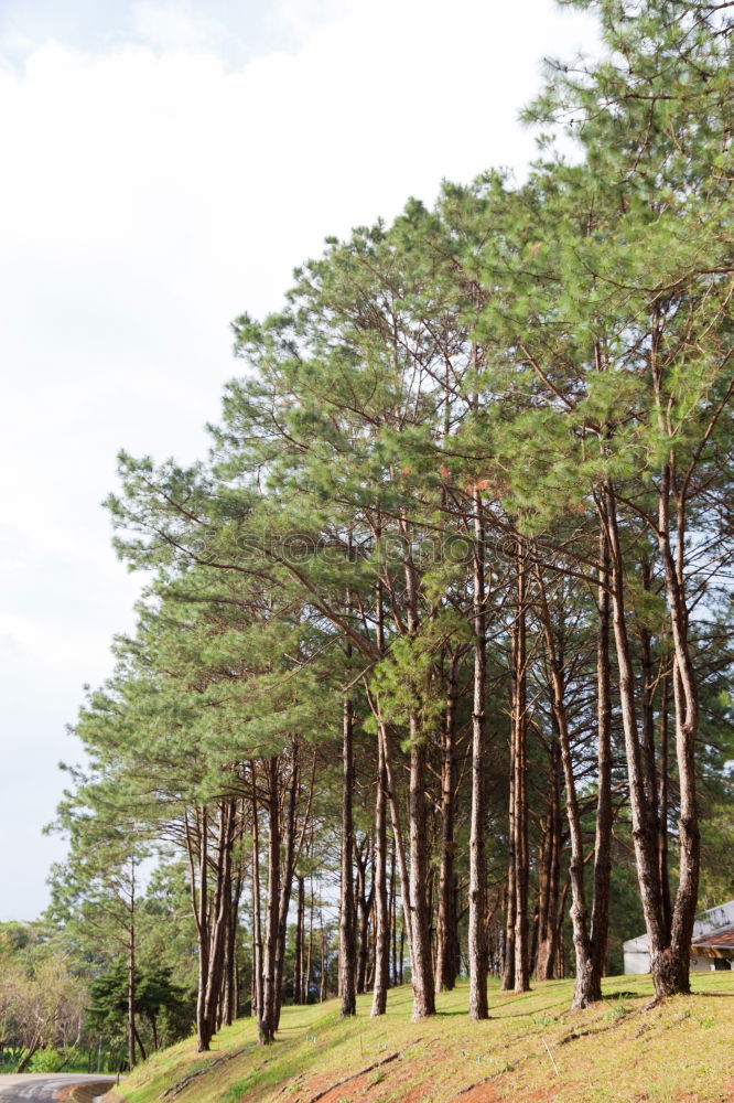 Similar – Image, Stock Photo under the pines Summer