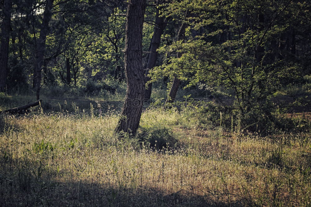 Similar – Badegäste Badegast Hecke