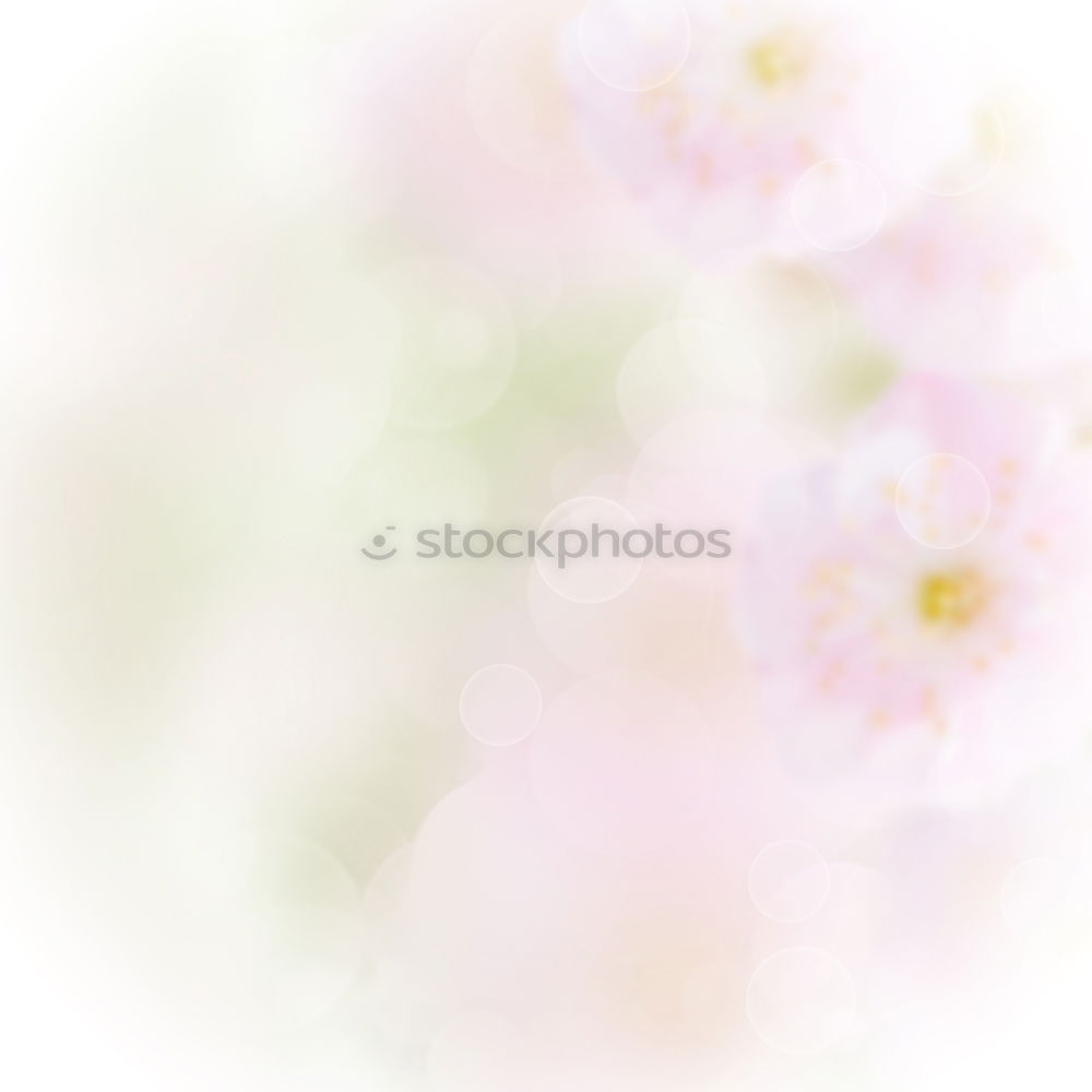 Similar – Image, Stock Photo White flowers on a blossom cherry tree with soft background