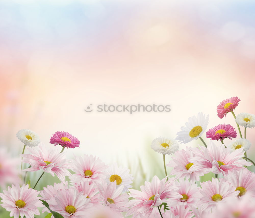 Similar – Image, Stock Photo before autumn Nature Plant